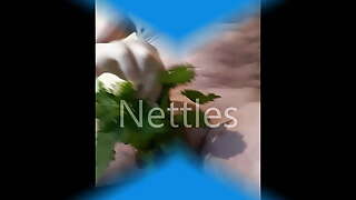 Nettles